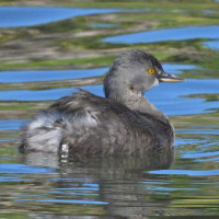 Least Grebe